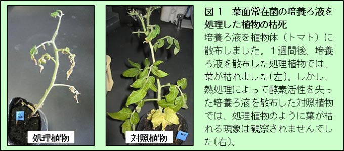 図1 葉面常在菌の培養ろ液を処理した植物の枯死: 培養ろ液を植物体（トマト）に散布しました。１週間後、培養ろ液を散布した処理植物では、葉が枯れました(左)。しかし、熱処理によって酵素活性を失った培養ろ液を散布した対照植物では、処理植物のように葉が枯れる現象は観察されませんでした(右)。