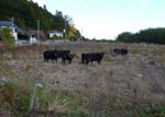 野良牛（2011年11月、福島県双葉町）