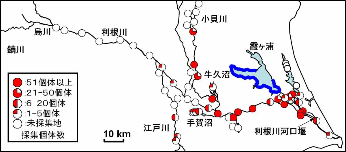 図１ 利根川水系におけるカワヒバリガイの分布状況（地図）