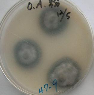 強力な生プラ分解能を持つ糸状菌（47-9菌株）の菌叢（オートミール培地上）（写真）