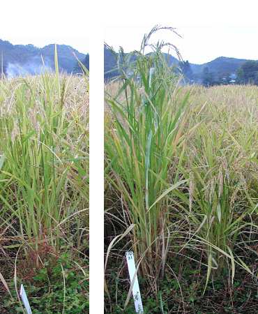 低カドミウム吸収稲系統：羽系1120 と、その両親（LAC23、ふくひびき）の草姿（写真）