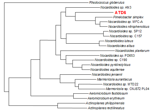 図２b　ATD6 株とその類縁菌の 16S リボソーム RNA 遺伝子塩基配列による分子系統樹