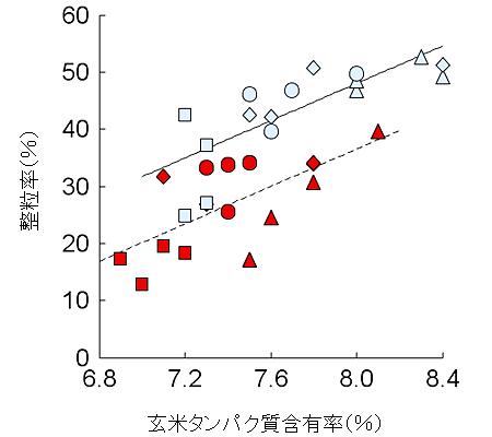 （散布図）：全３２区の「玄米タンパク質含有率（Ｘ）」（6.8〜8.4%）と「整粒率（Ｙ）」（12〜52%）を図示。全データ(32点)で正相関あり、高C02区のデータ（Ｘが低めで、Ｙは明らかに低い）と対照区のデータ（Ｘは高めで、Ｙは明らかに高い）(各16点)の中にはより強い正の相関がある。