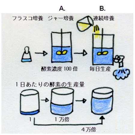 上（培養方法）：「フラスコ培養」 → (A)「ジャー培養」(酵素濃度100倍) → (B)「連続培養」(毎日生産)、 下（1日当り酵素生産量の比）：「フラスコ培養」(1) → (A)「ジャー培養」(1万) → (B)「連続培養」(4万) （図）