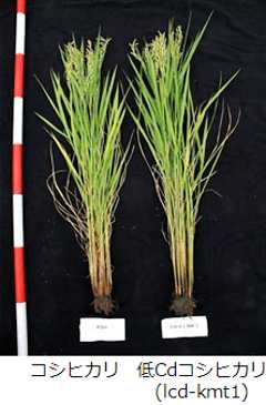 コシヒカリと低Cdコシヒカリ（lcd-kmt1）の植物の姿の比較（ほとんど差がない）（写真）
