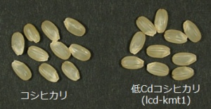 コシヒカリと低Cdコシヒカリ（lcd-kmt1）の玄米の外観の比較（ほとんど差がない）（写真）