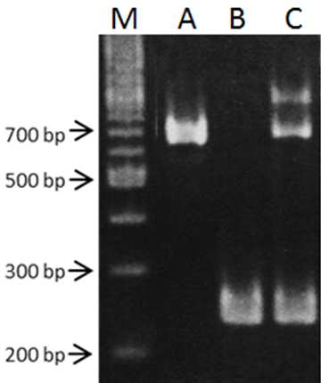 CdRVqJilcd-kmt1j700bpt߁ARVqJ250bpt߂ɂꂼL̃}[J[oB҂̌G̂ł͗̃}[J[iʐ^j