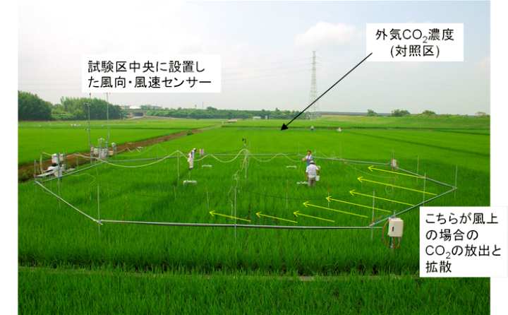 ΂݂炢cFACE{݁iʐ^j