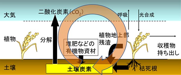 yYfiy뒆jē_YfiCjɂȂB_YfiCj͌ŐÂƂȂAċzɂĂ܂_YfiCjƂȂBÂ̈ꕔ͎nƂĎoقAn㕔̐AcԂƌ͎͓yYfiy뒆jƂȂB܂A{pꂽ͔Ȃǂ̗L@ނyYfƂȂB