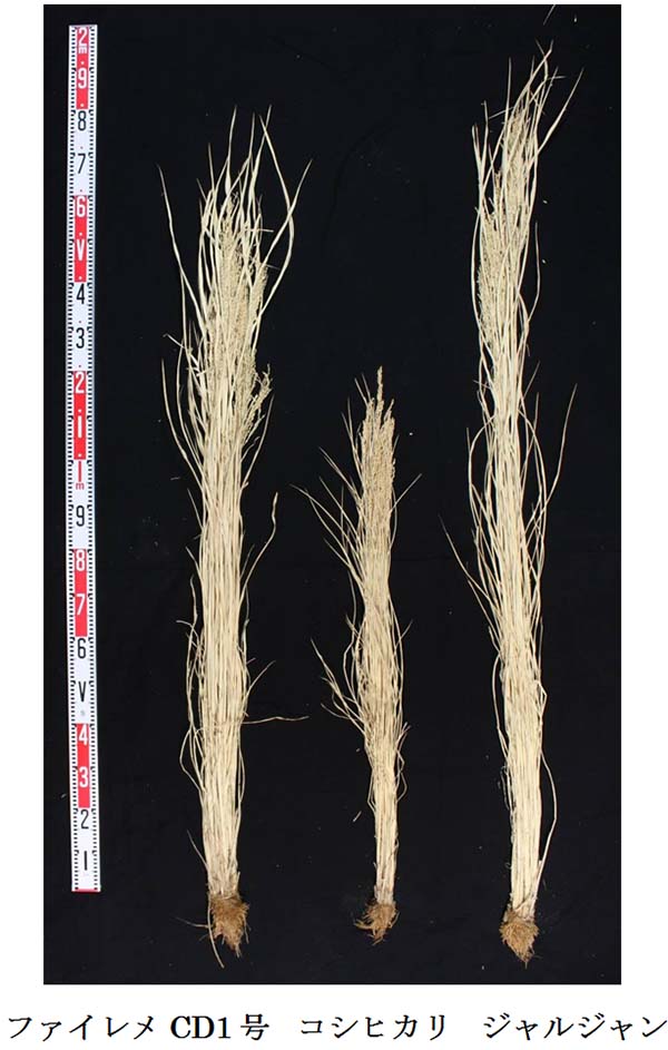 ファイレメCD1号、コシヒカリ、ジャルジャンの植物体の大きさを比較（写真）