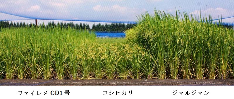 cō͔|̃t@CCD1ARVqJAWW̔riʐ^j