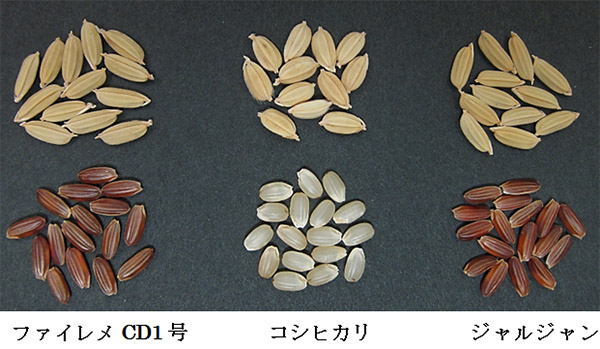 t@CCD1ƃWẂu݁v̓RVqJ蒷AĂ͐ԂFĂiʐ^j