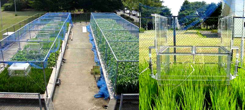 温室効果ガス発生制御実験施設 （写真）；各試験区（畑と水田）で、ダイズと水稲が栽培され、その中に温室効果ガス発生量を自動測定するためのチャンバー（透明アクリル樹脂のボックス）が設置されている。