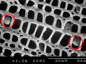 分解細菌の電子顕微鏡写真