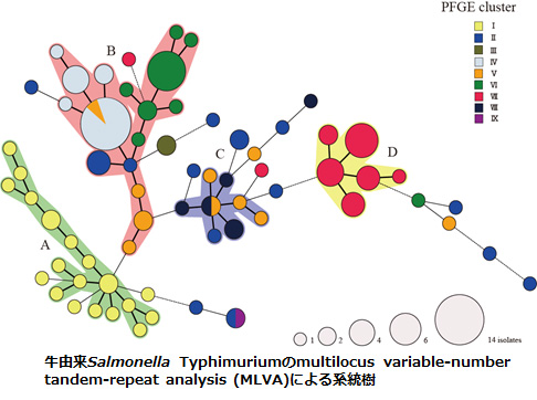 牛由来Salmonella Typhimuriumのmultilocus variable-number tandem-repeat analysis (MLVA)による系統樹