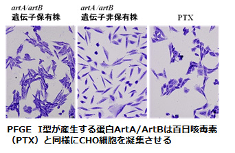 PFGE  I型が産生する蛋白ArtA/ArtBは百日咳毒素(PTX)と同様にCHO細胞を凝集させる