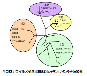 牛コロナウイルス構造蛋白S遺伝子を用いた分子系統樹