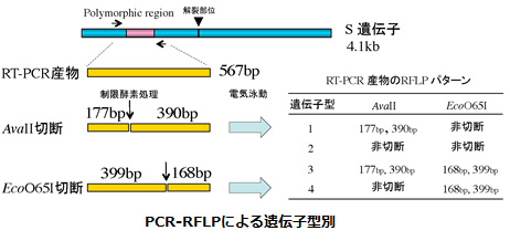 PCR-RFLPによる遺伝子型別