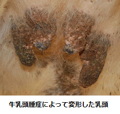 牛乳頭腫症によって変形した乳頭