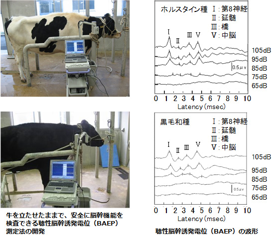 聴性脳幹誘発電位(BAEP)測定法の開発