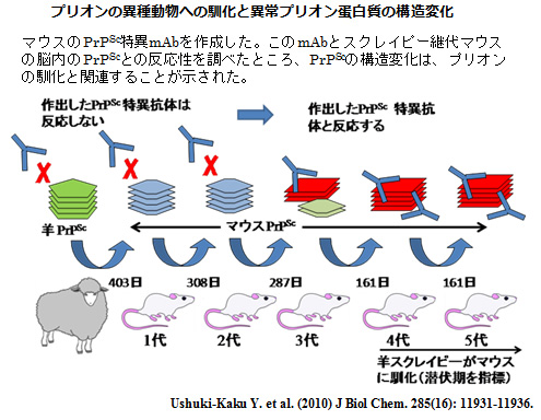 プリオンの異種動物への馴化と異常プリオン蛋白質の構造変化