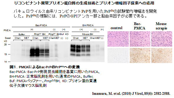 リコンビナント異常プリオン蛋白質の生成技術と増幅因子探索への応用
