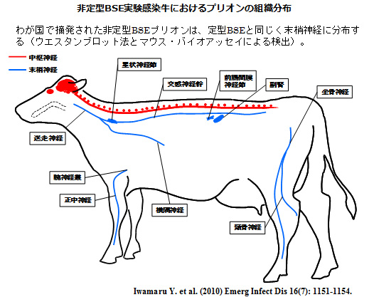 非定型BSE実験感染牛におけるプリオンの組織分布