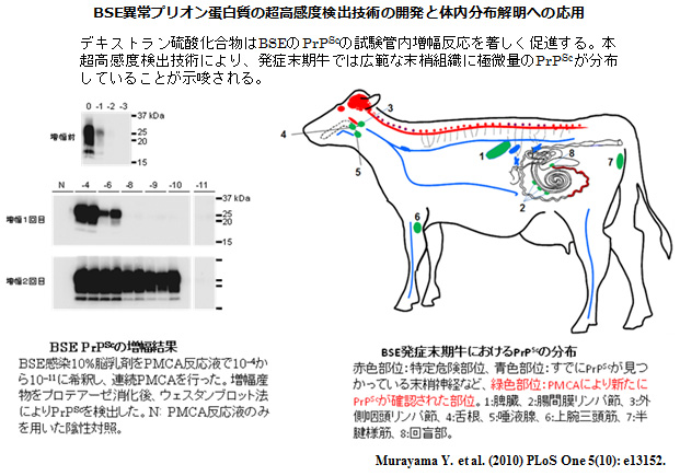 BSE異常プリオン蛋白質の超高感度検出技術の開発と体内分布解明への応用