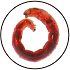 lXJ