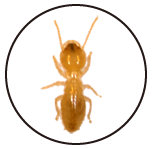 VA