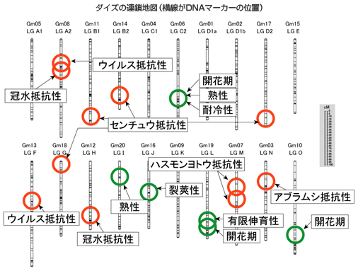 ダイズの連鎖地図(横線がDNAマーカーの位置)