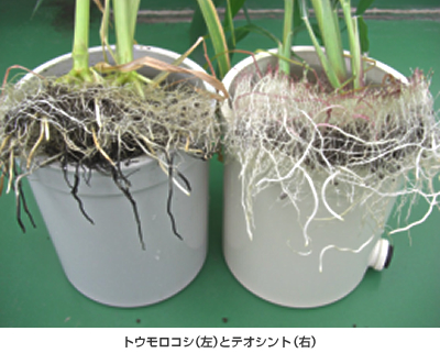 トウモロコシとテオシント