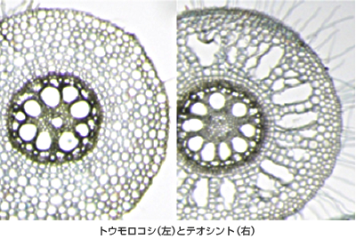 トウモロコシとテオシント