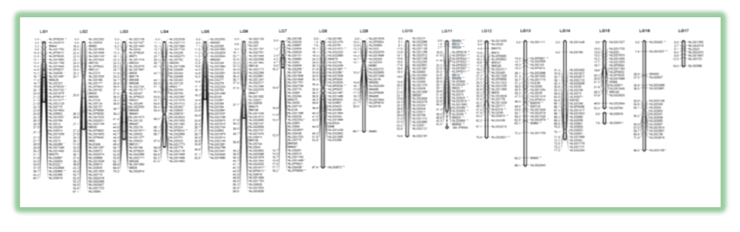 genetic map