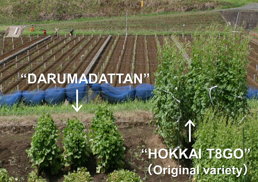 DARUMADATTAN