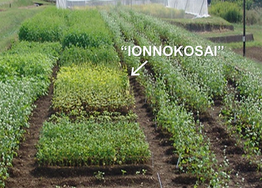 IONNOKOSAI