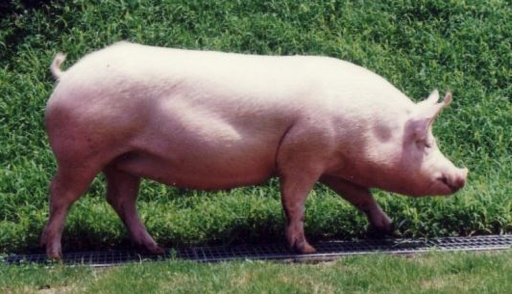 pig