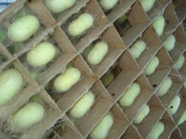 群馬県蚕糸技術センター隔離飼育区画における緑色蛍光タンパク質含有絹糸生産カイコの生育状況