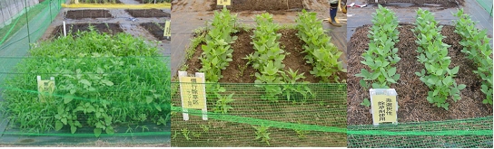 ܑϐ_CY AG3701 ͔̍| }   s܎gp E} I𐫏܎gp