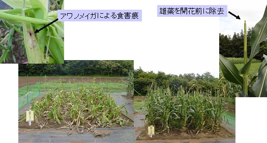 QRgERV̌ } ggERV E} QRgERV