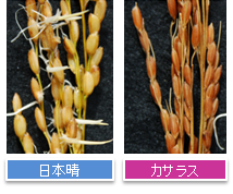 品種による穂発芽耐性の違い