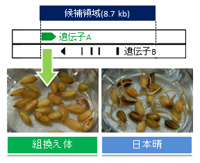 穂発芽耐性遺伝子の特定