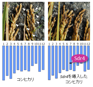Sdr4 遺伝子を用いたコシヒカリの改良
