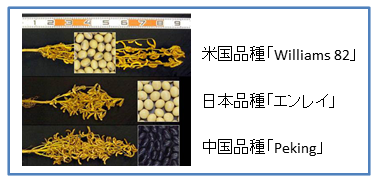 品種による遺伝的特徴の違い