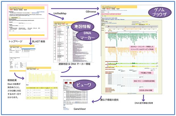 DAIZUbaseの概要