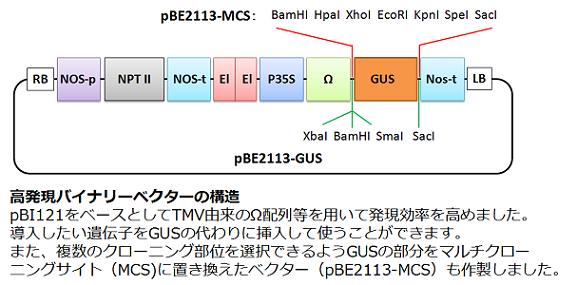 農業生物資源研究所植物防御応答機構研究グループ