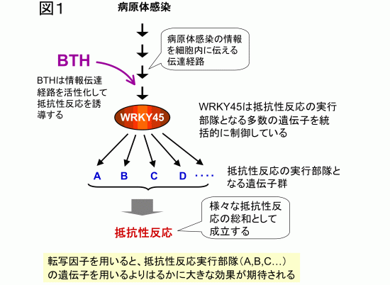 ]ʈqpƁARs̈`qp͂邩ɑ傫Ȍʂ҂B