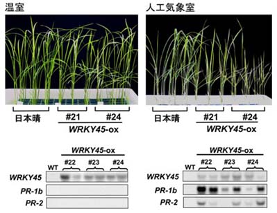 図３　WRKY45-oxイネの生育と遺伝子発現に及ぼす生育環境の影響　温室で育成したWRKY45-oxイネでは抵抗性反応の指標となるPR1bおよびPR2が発現していないが、人工気象室で生育したWRKY45-oxイネではPR1bおよびPR2が発現しており、抵抗性反応の結果と推測される初期生育の遅延が認められた。
