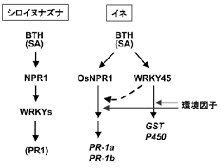 図４　イネとシロイヌナズナのSA経路の相違シロイヌナズナでは、SA下流の遺伝子の99％以上がNPR1に制御されているのに対し、イネではSAの下流でWRKY45とOsNPR1の経路に分岐している。