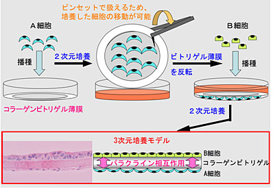 図２　支持体付きコラーゲンビトリゲル薄膜を利用した培養技術の特徴